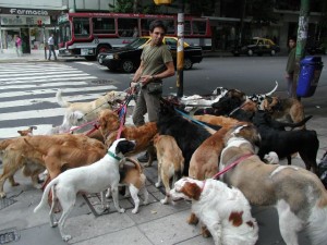 Become A Dog Walker