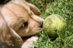 Dog Outdoors in Summertime