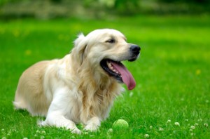 Safe Travels with your Dog