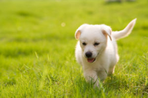 dog running in grass