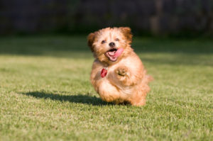 dog running in grass