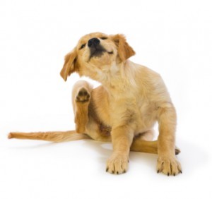 puppy-scratching-fleas-300x282