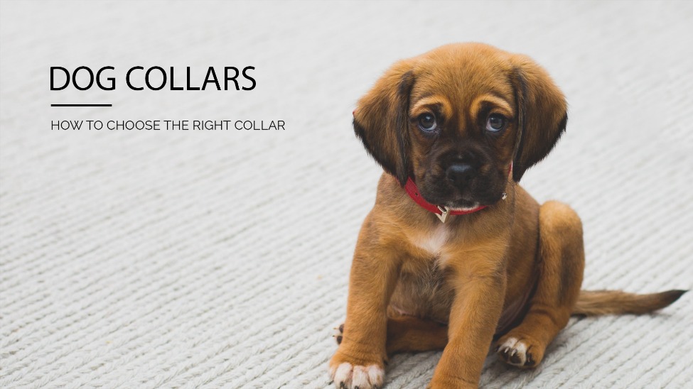 Dog Collars