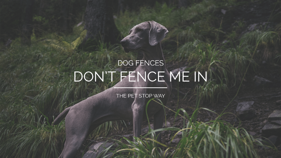 Dog Fence