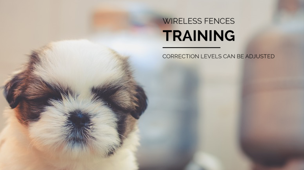 Wireless Fence Training