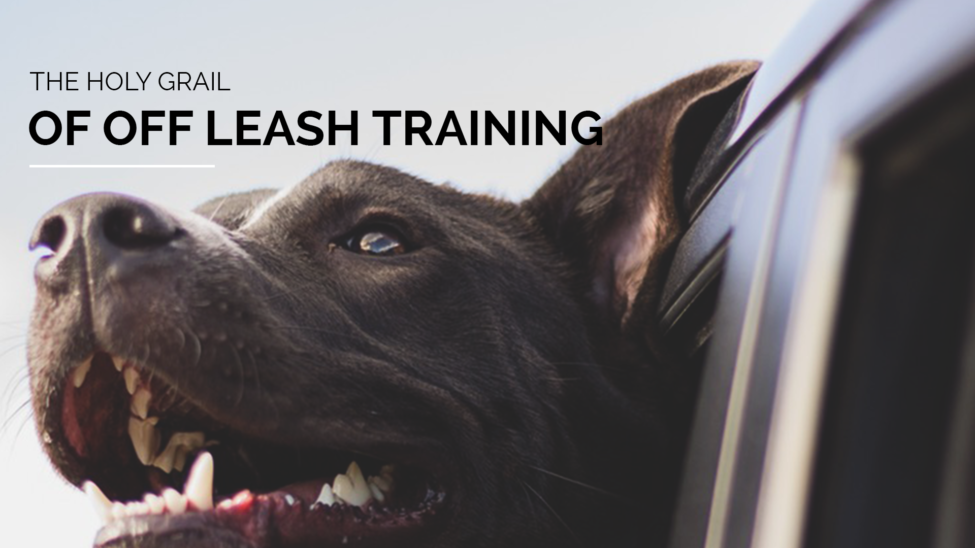 off leash training secrets