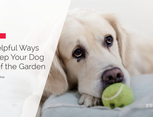 10 Helpful Ways To Keep Your Dog Out of the Garden