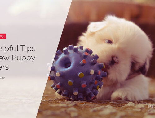 20 Helpful Tips For New Puppy Owners