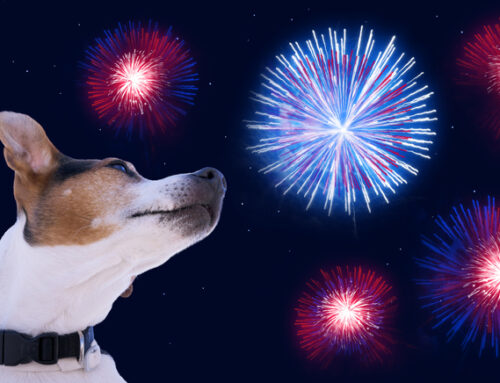 Helping Your Dog Through Summer Fireworks