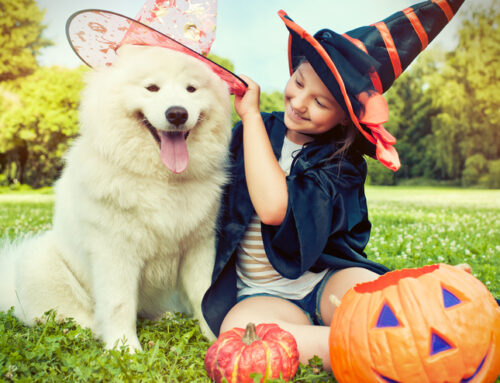 Enjoy a Fun and Safe Halloween With Your Dog