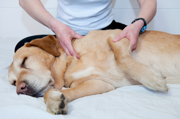 Checking Your Dog’s Pulse