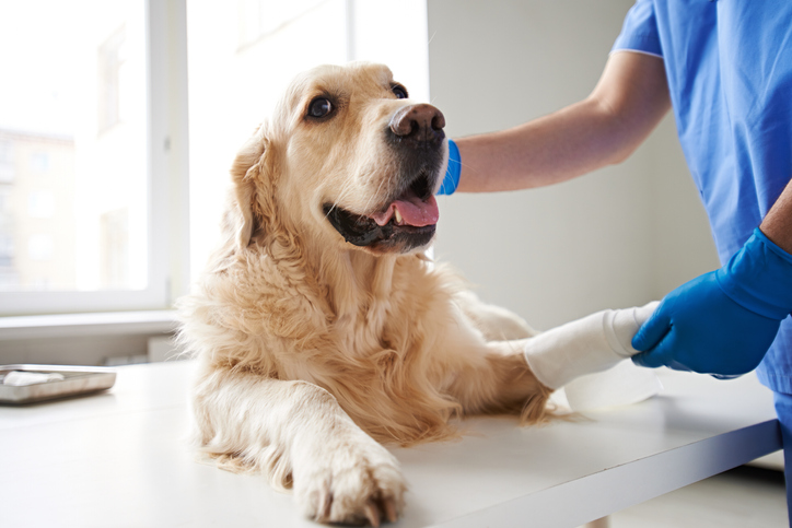 A happy, healthy, beautiful dog