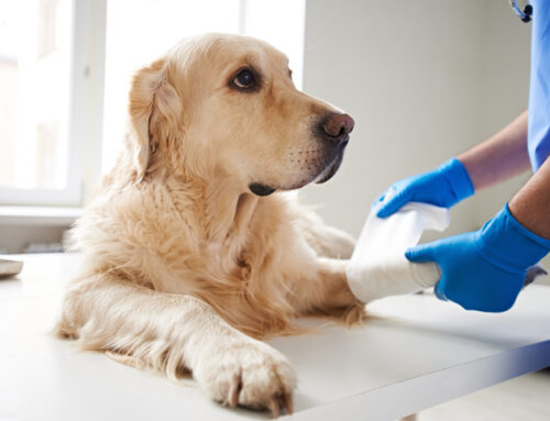 First-Aid For Dogs