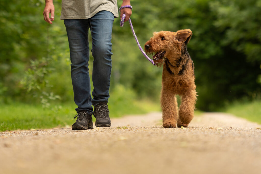 How much exercise does your dog need?