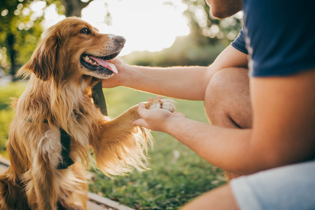 train a dog to accept handling