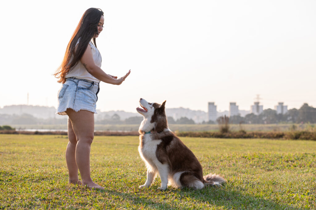 train a dog to stay