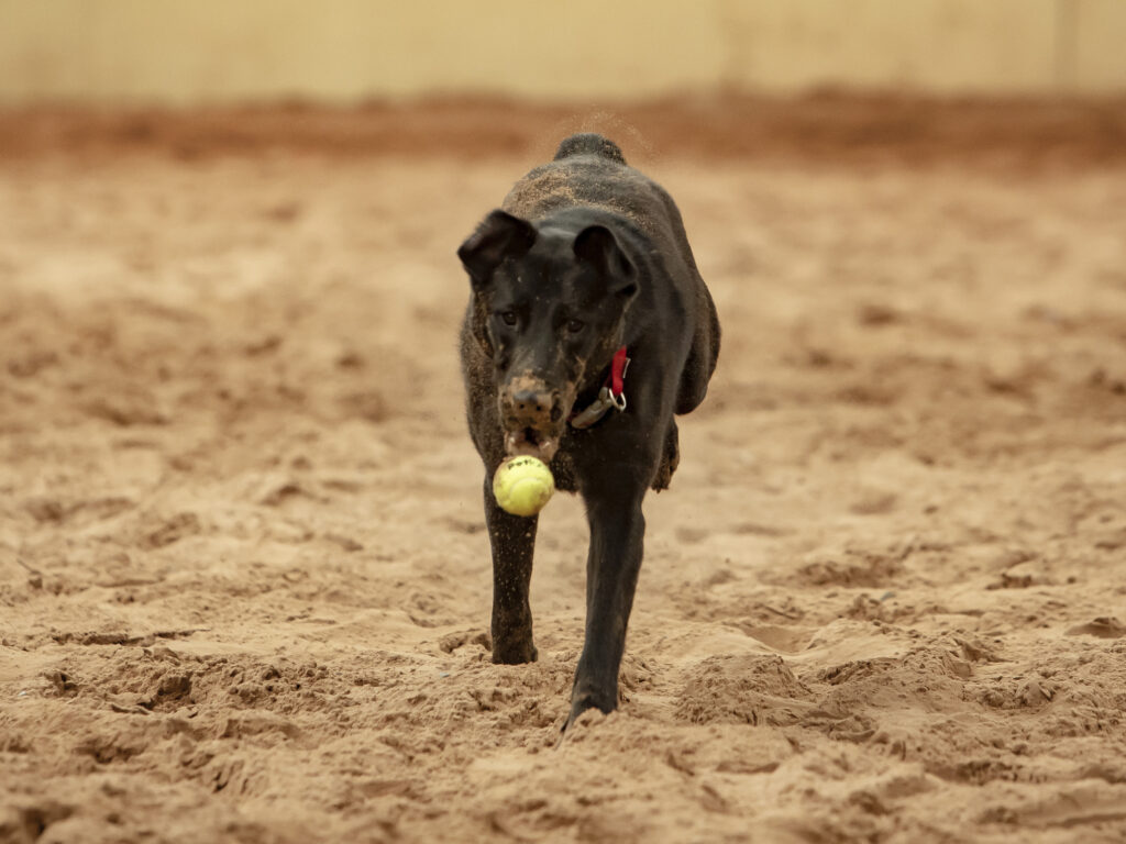 training a dog to drop something