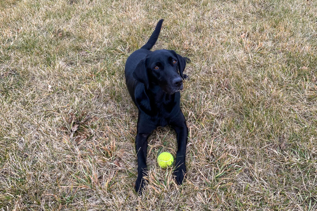 training a dog to leave something 