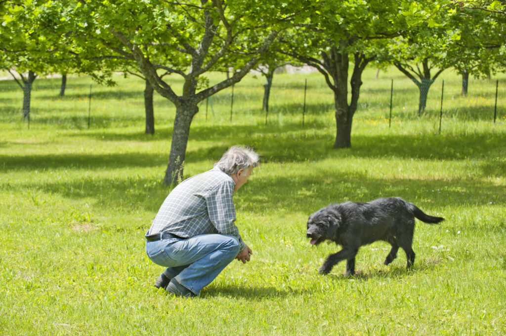 training a dog to come when called