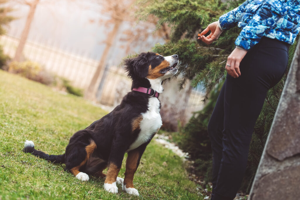 training dog to sit