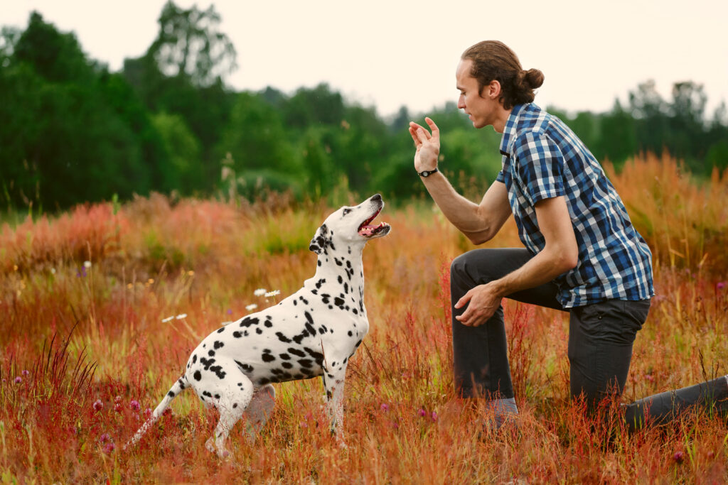 Man training dog