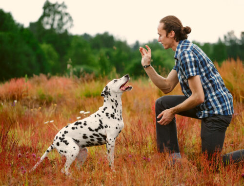 12 Tips For Quickly And Easily Training Your Dog