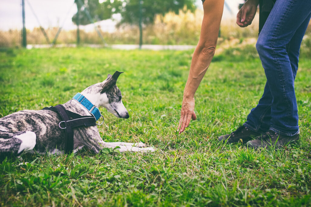 training a dog to lay down