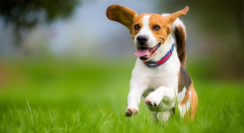 Beagle running