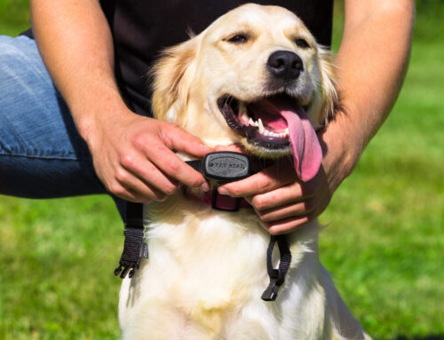 Six Benefits of an Underground Invisible Pet Fence