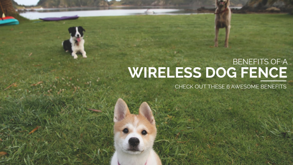 Benefits of wireless dog fences
