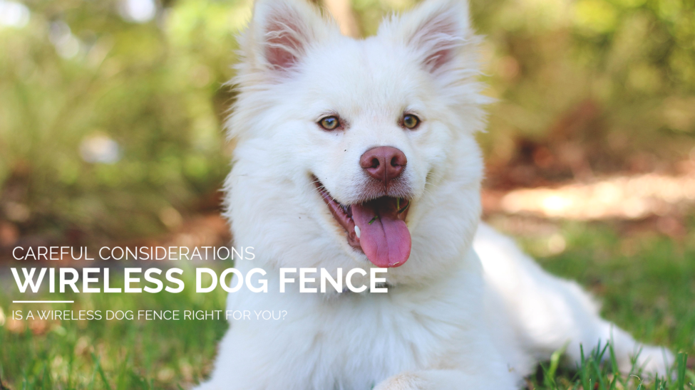 Considerations of the wireless dog fence