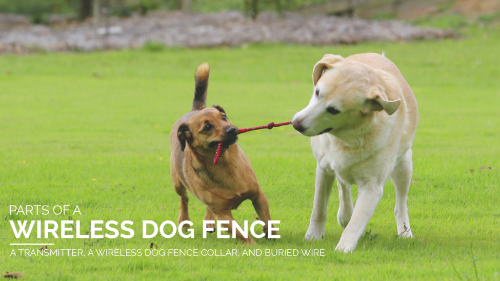 Parts to a wireless dog fence