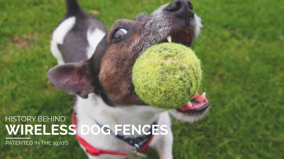 history of wireless dog fences