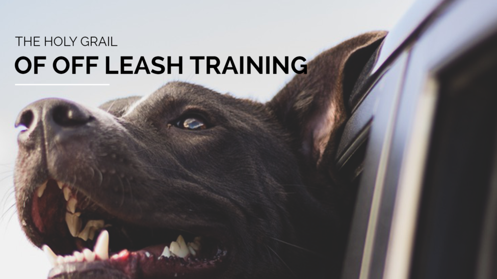 holy grail of off leash training