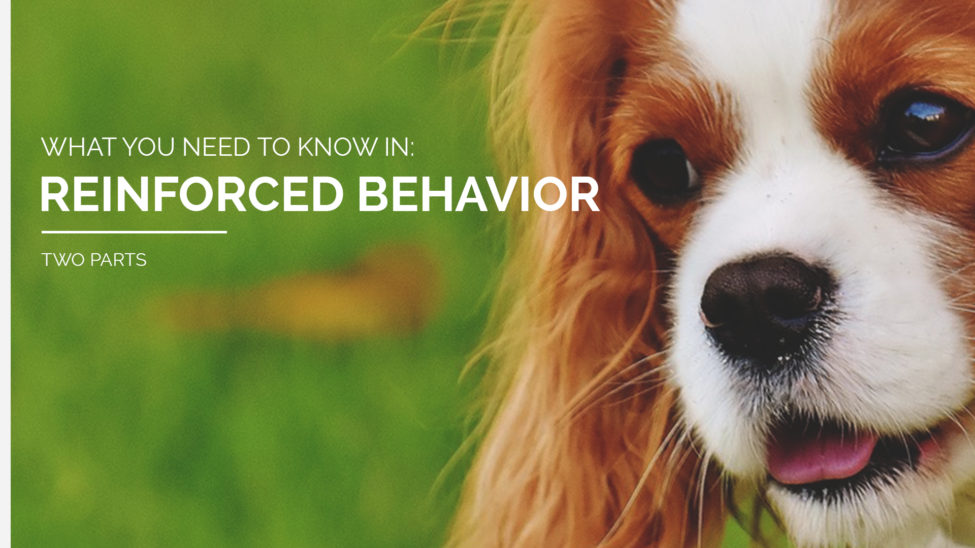 off leash training strategy