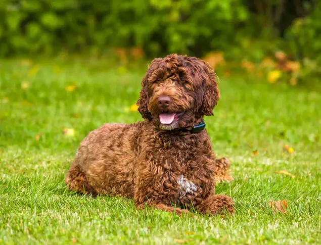 Dog Fence System