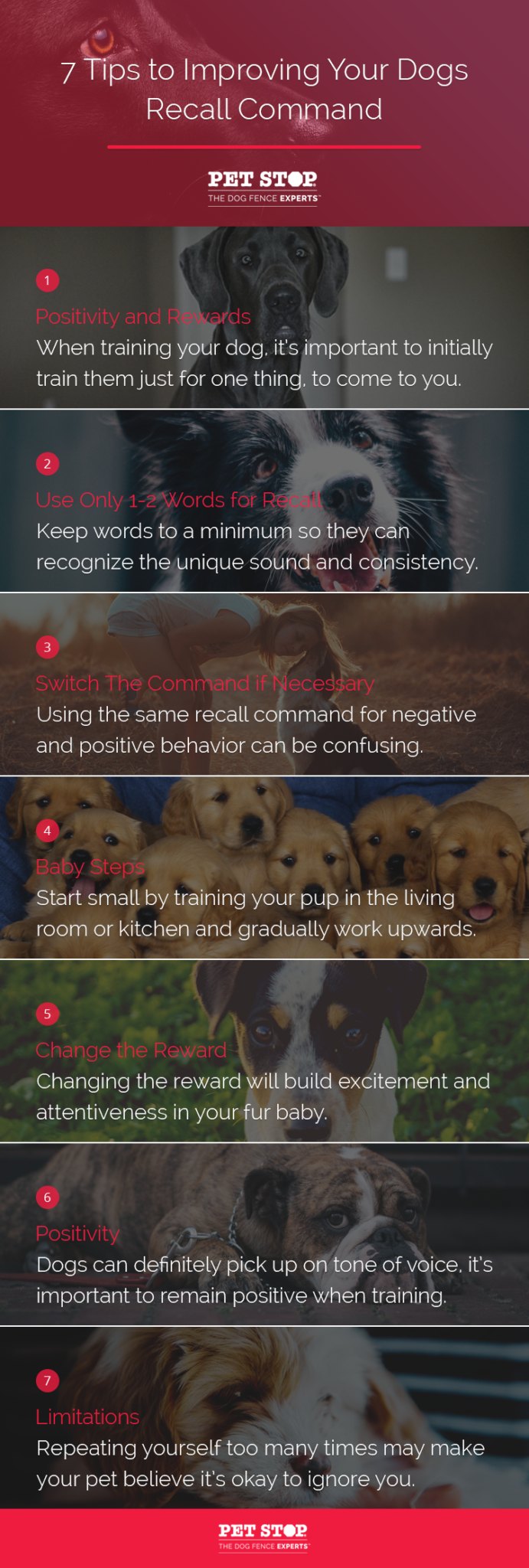 7 Tips to Improving Your Dog’s Recall Command