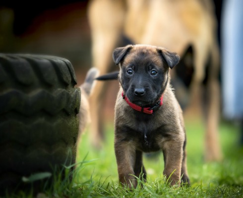 Dog Harnesses