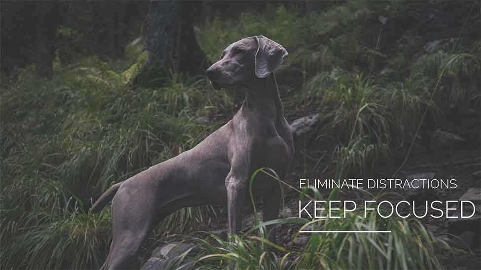 Eliminate Distractions - Keep Focused