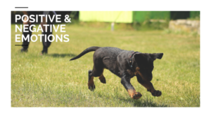 Positive and Negative Emotions