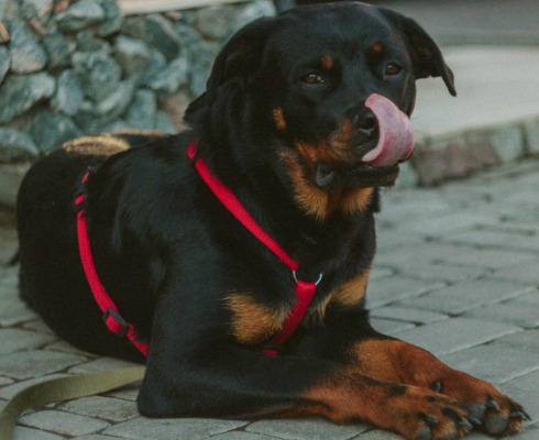 Training Collars