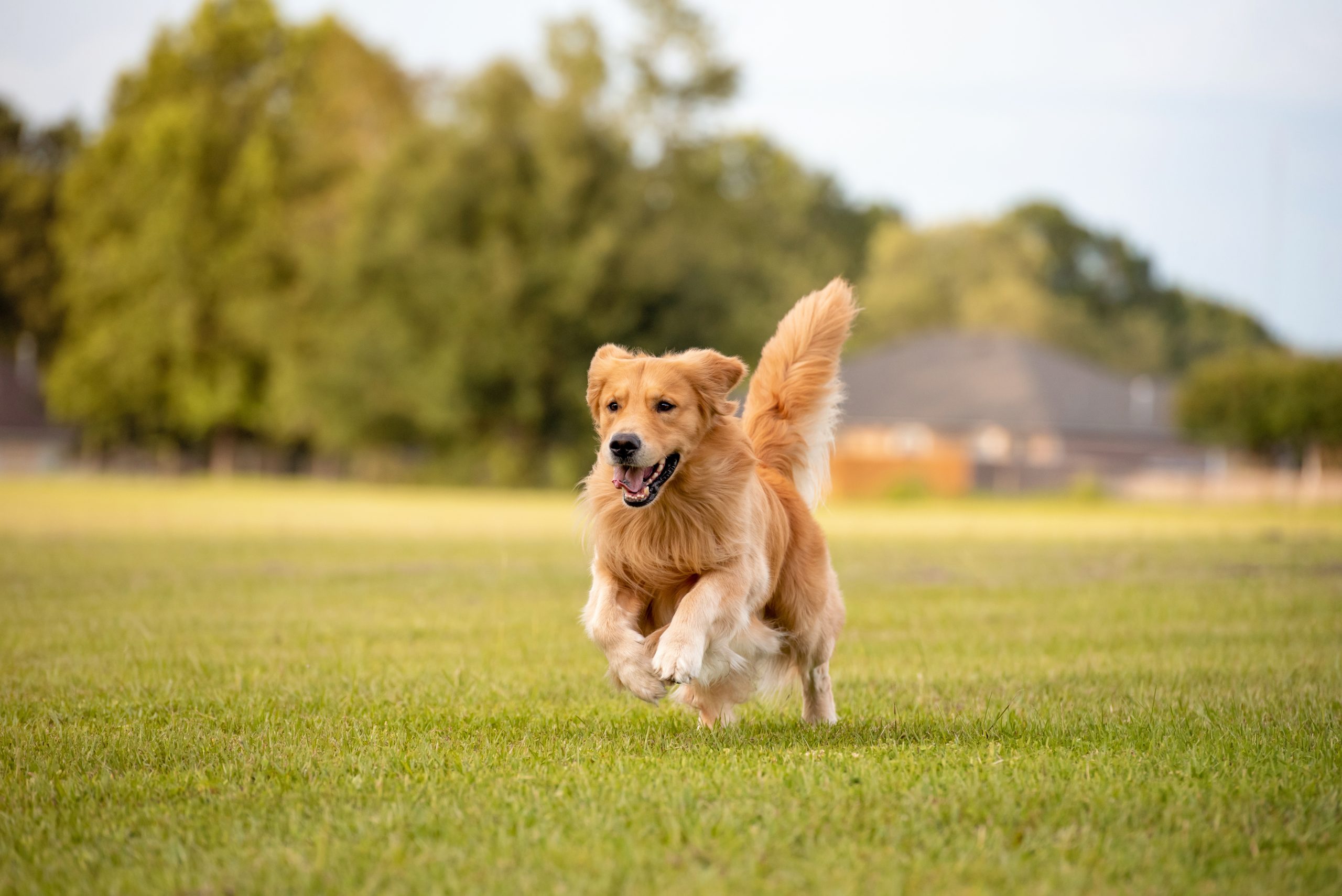 5 Tips to Welcome a New Dog into Your Home